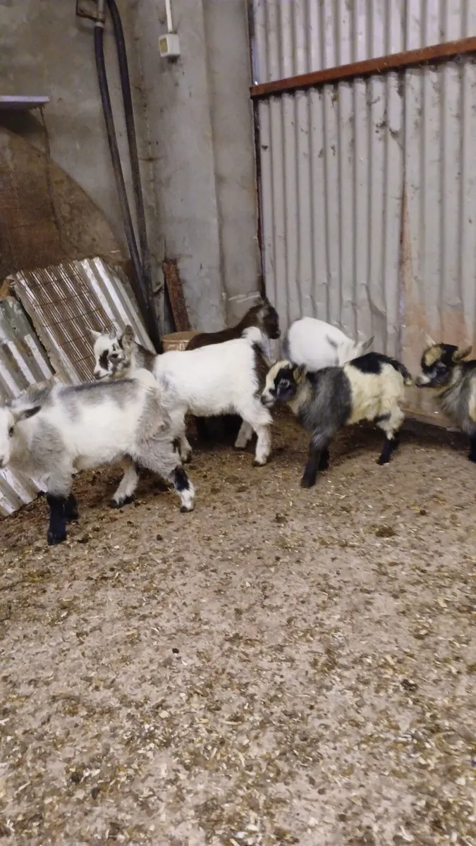 Pygmy goat kids - Image 1