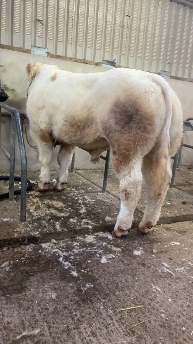 Charolais Bull - Image 2