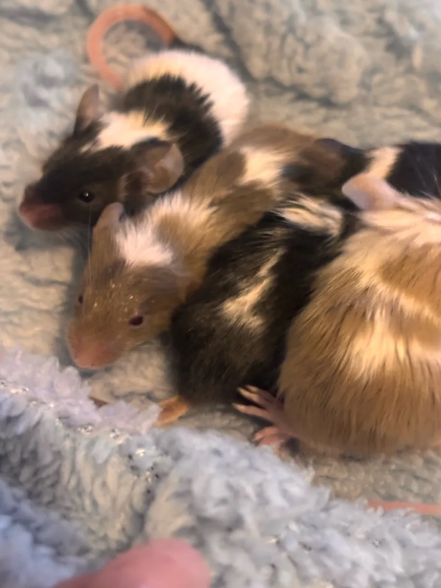 Mice - Image 3