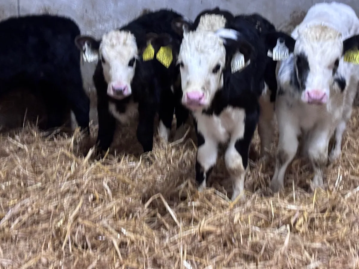 10 top quality calves for sale - Image 2