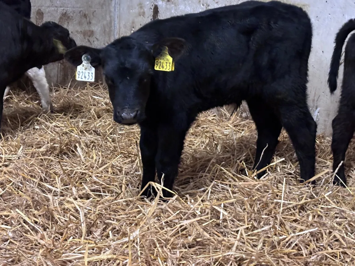10 top quality calves for sale - Image 3