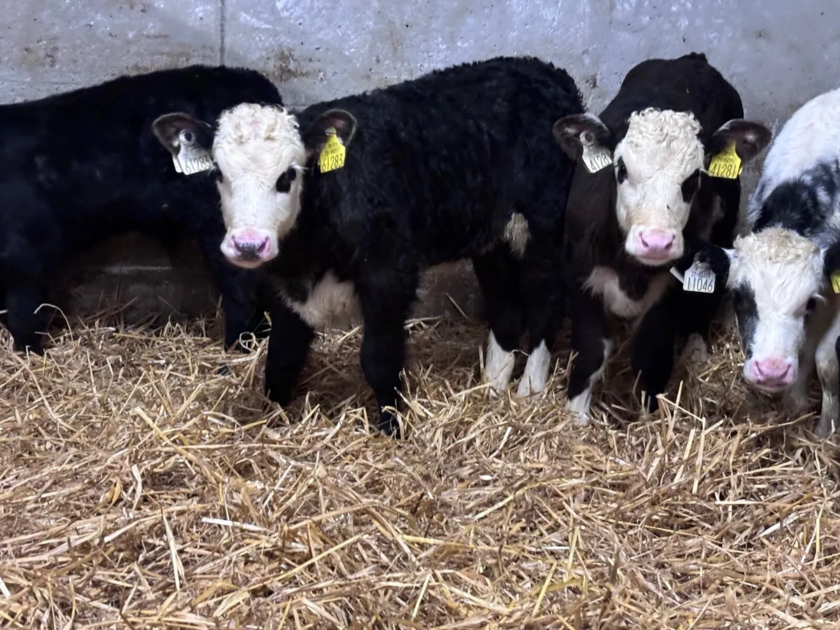10 top quality calves for sale - Image 1