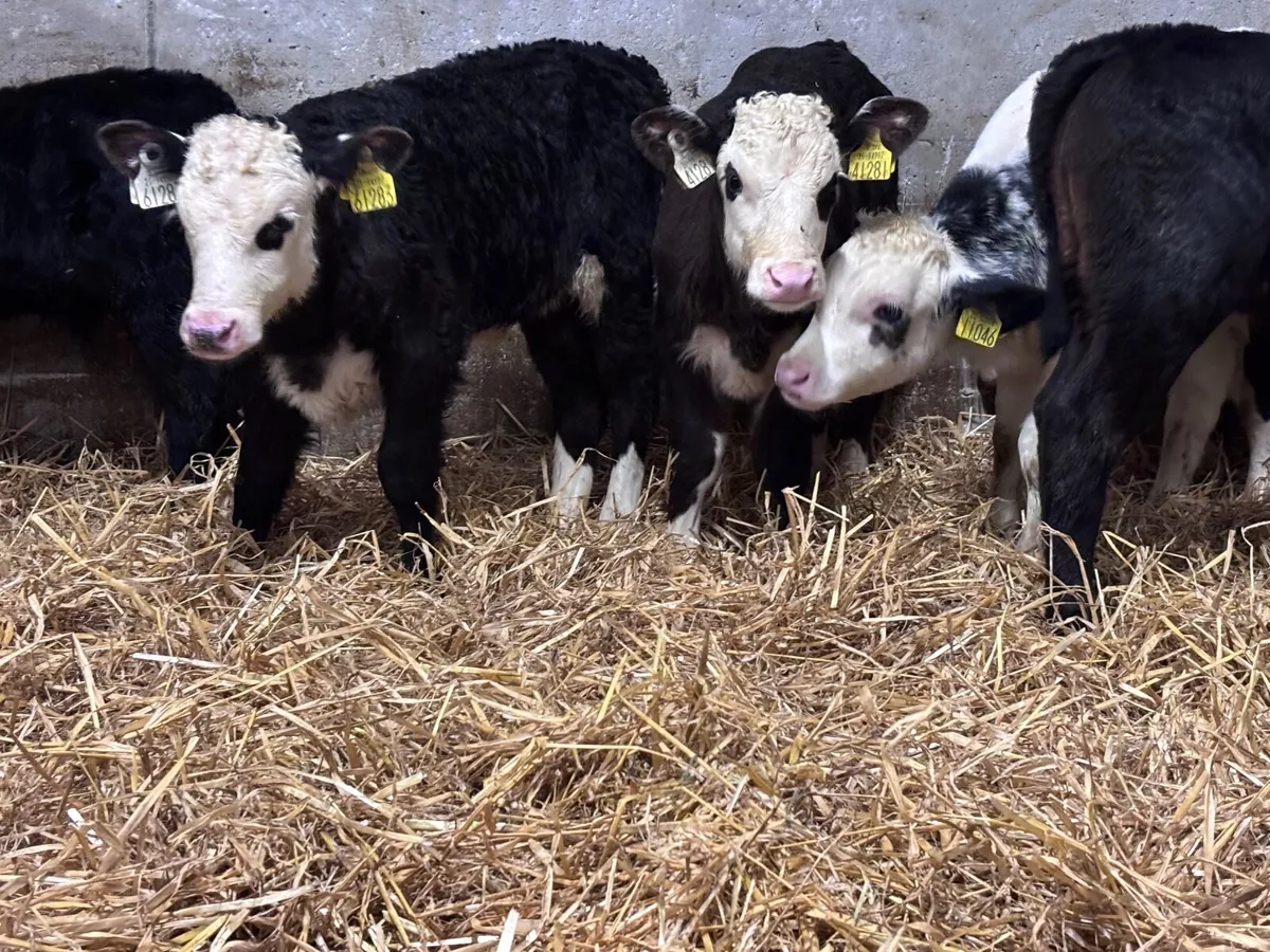 10 top quality calves for sale - Image 4