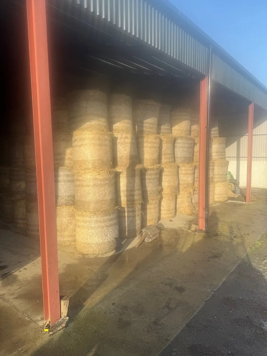 Straw wheaten and Rye suitable for feeding/bedding - Image 3