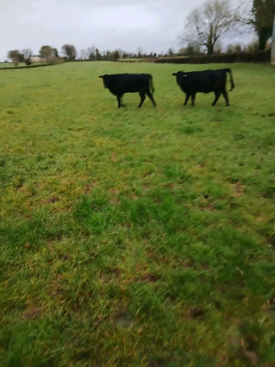 Weanling Heifers - Image 3