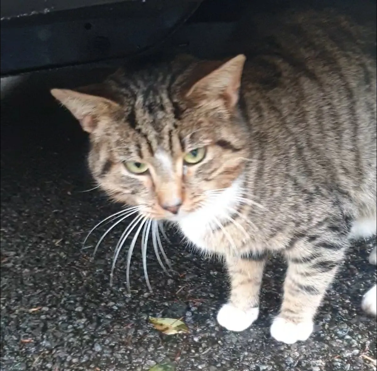 REWARD for missing cat Kilcoole area