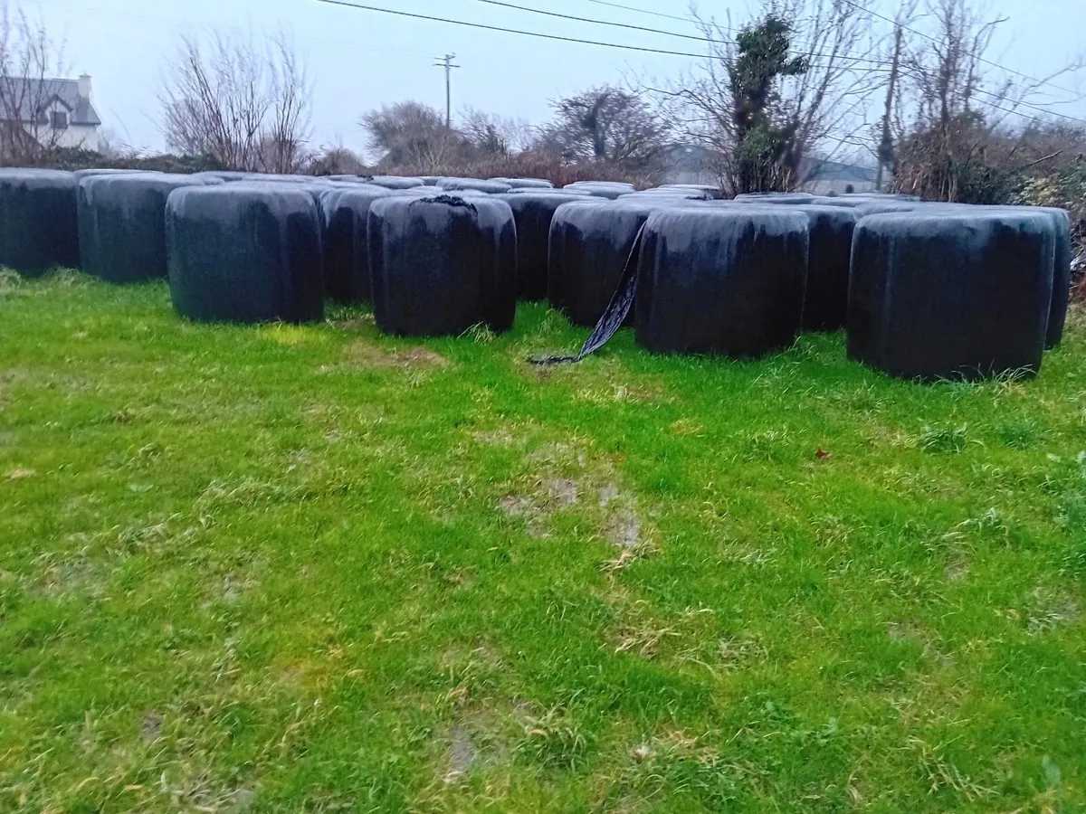Silage bales for sale