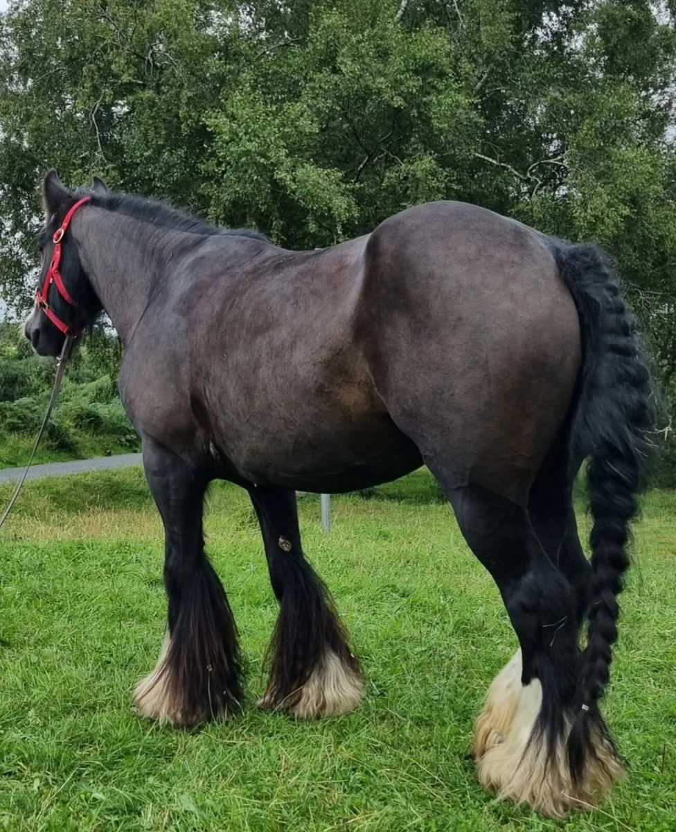 Bay cob mare for sale - Image 3