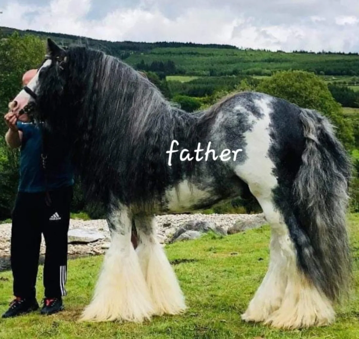 Bay cob mare for sale - Image 4