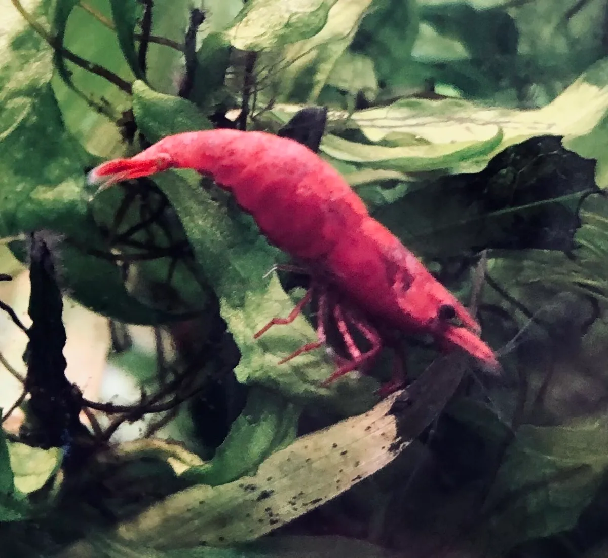 Sakura Neocardina shrimp-Locally bred, disease fre - Image 3