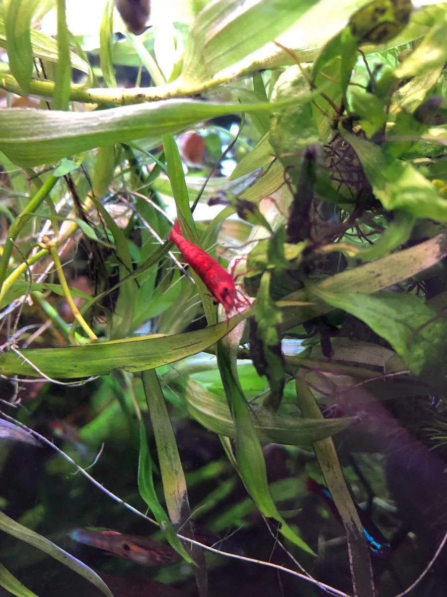 Sakura Neocardina shrimp-Locally bred, disease fre - Image 4
