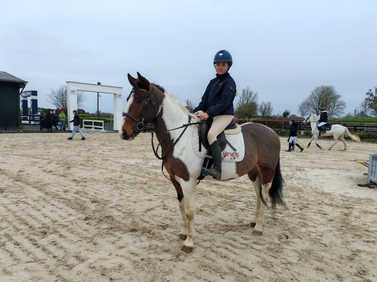 allrounder 14.2 ponyclub pony - Image 1