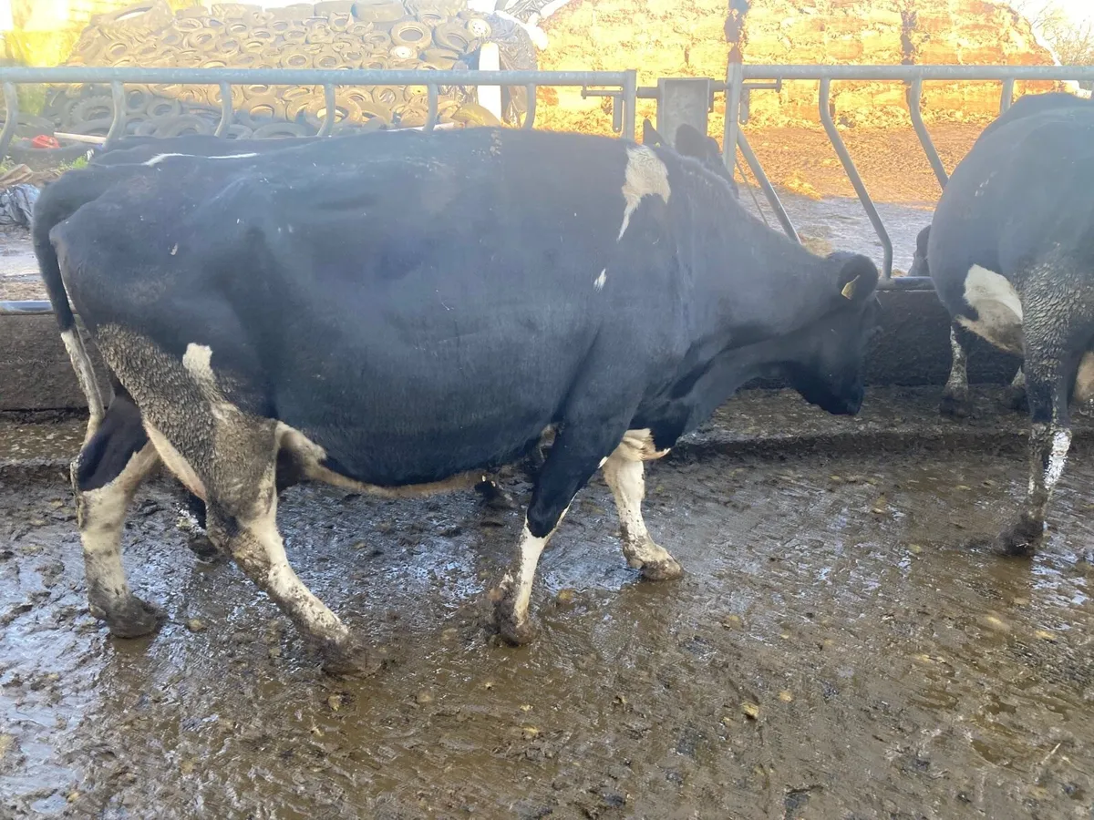 Incalf spring calving cows - Image 1