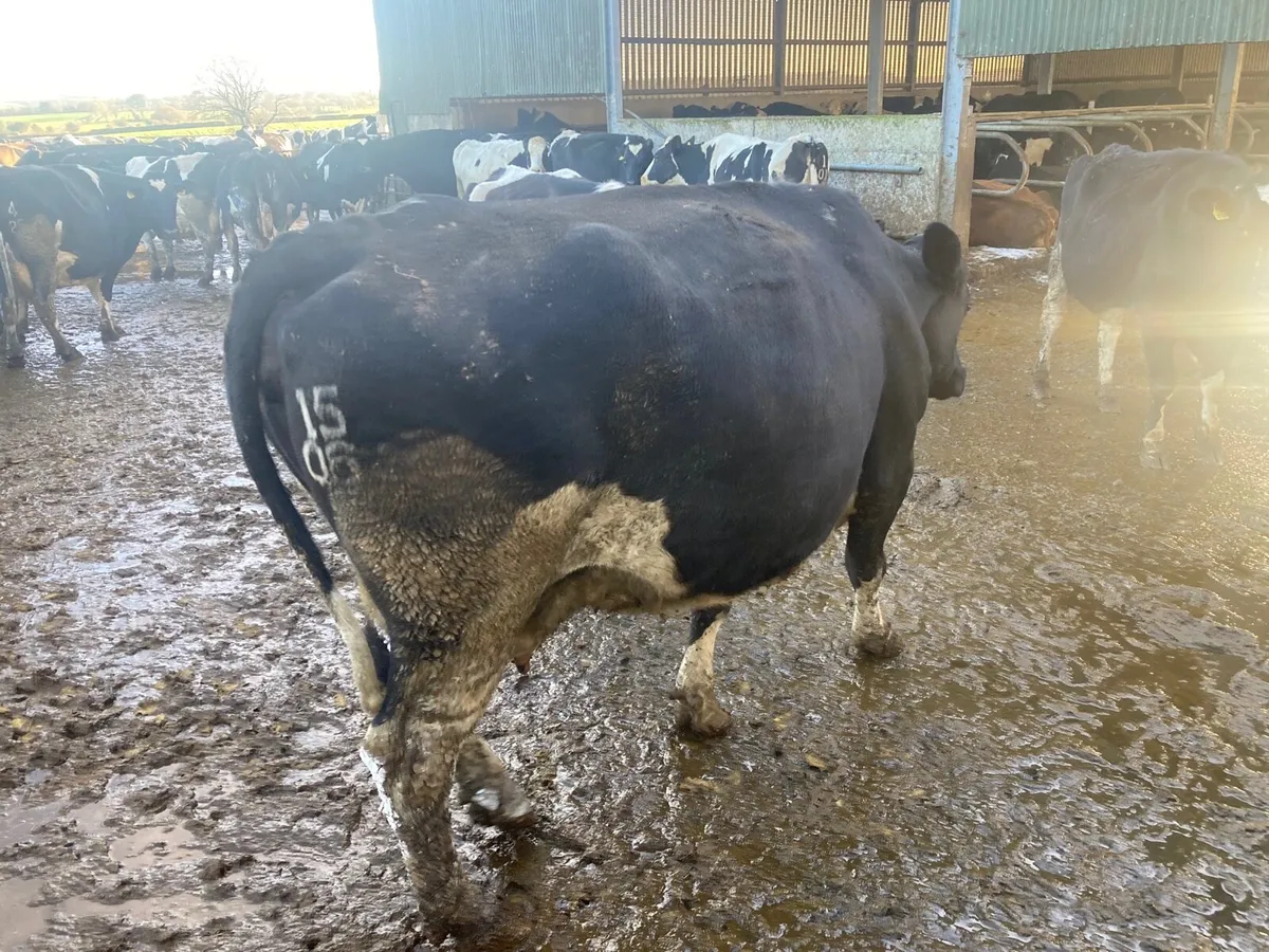Incalf spring calving cows - Image 2