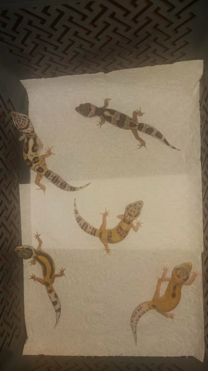 Geckos - Image 4