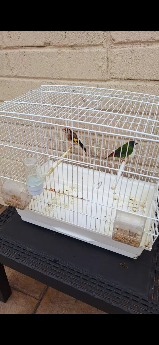 Gold finch parot finch - Image 1