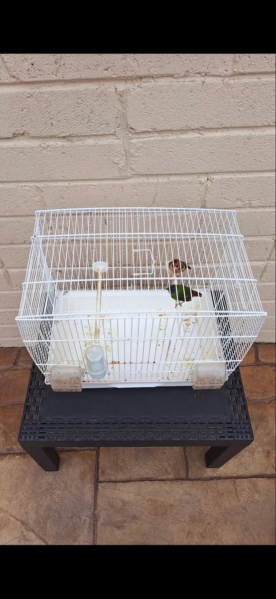 Gold finch parot finch - Image 2