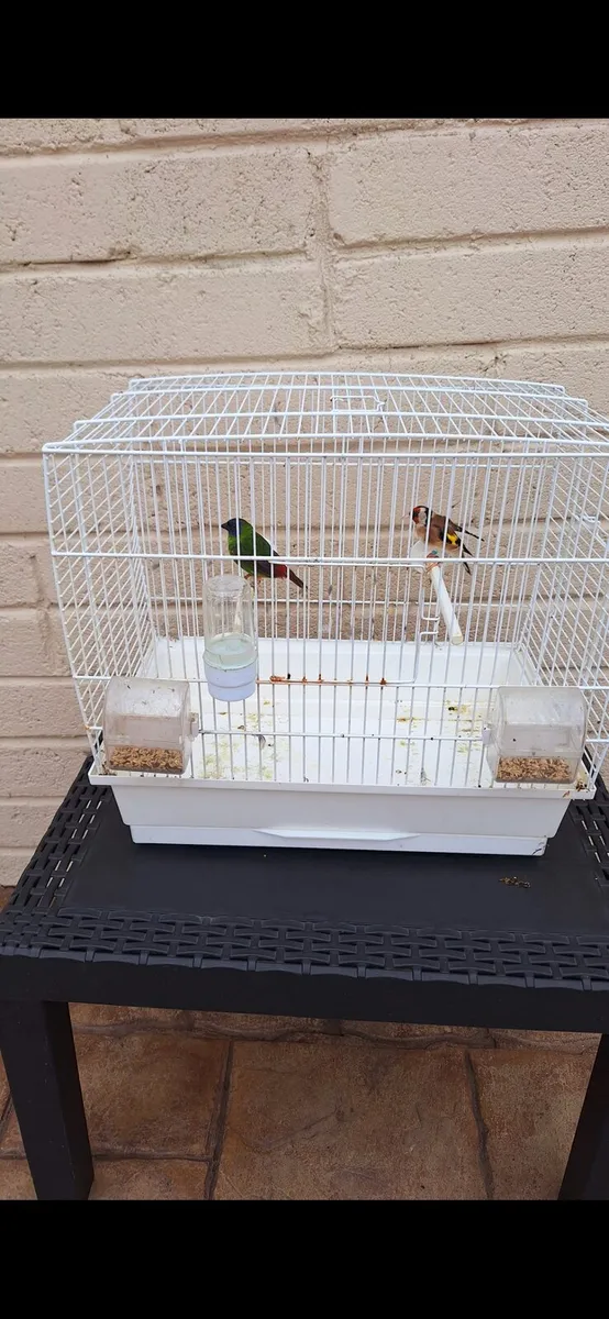 Gold finch parot finch - Image 3