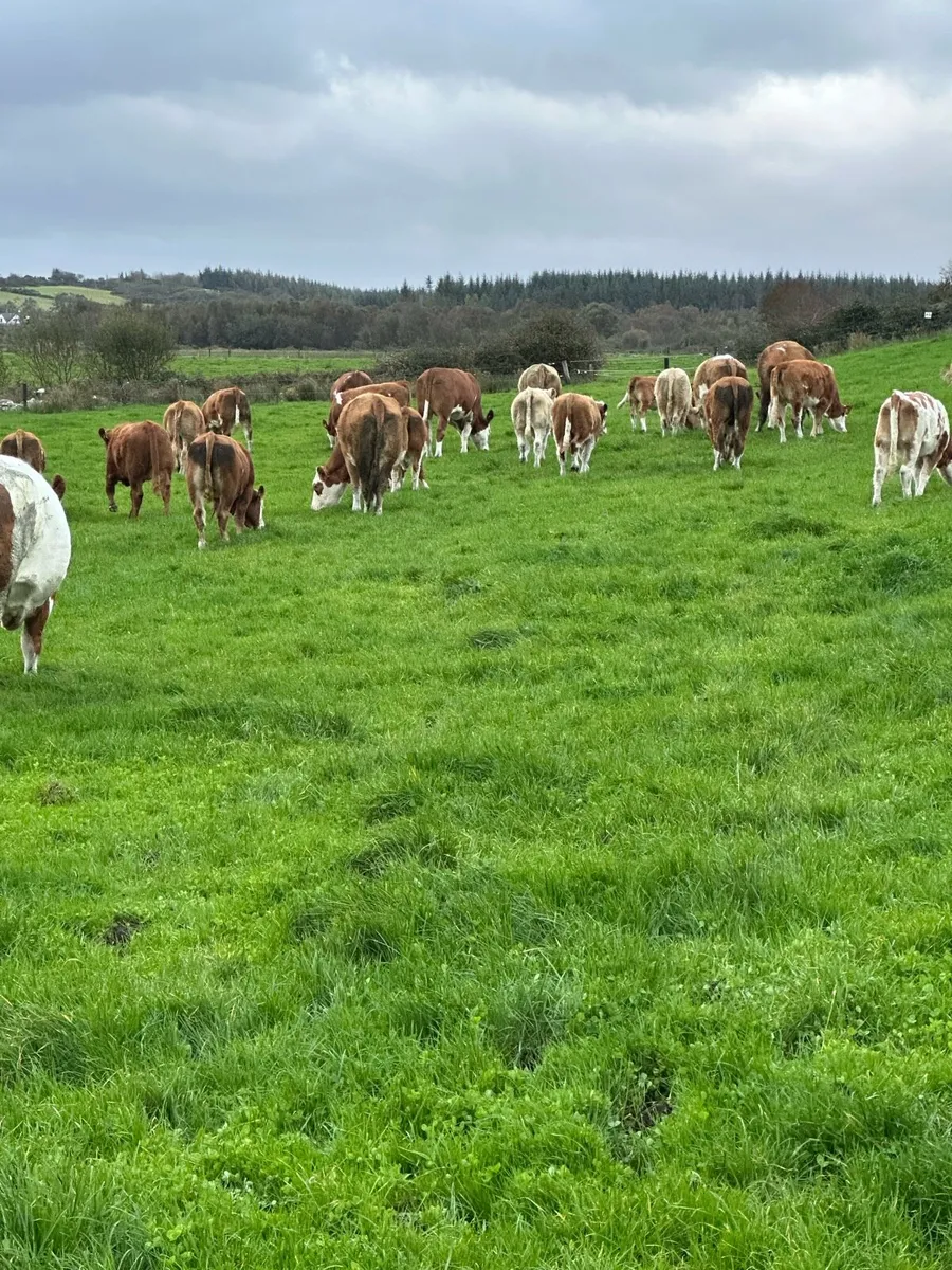 Grazing wanted for 2026 Castlebar area - Image 2