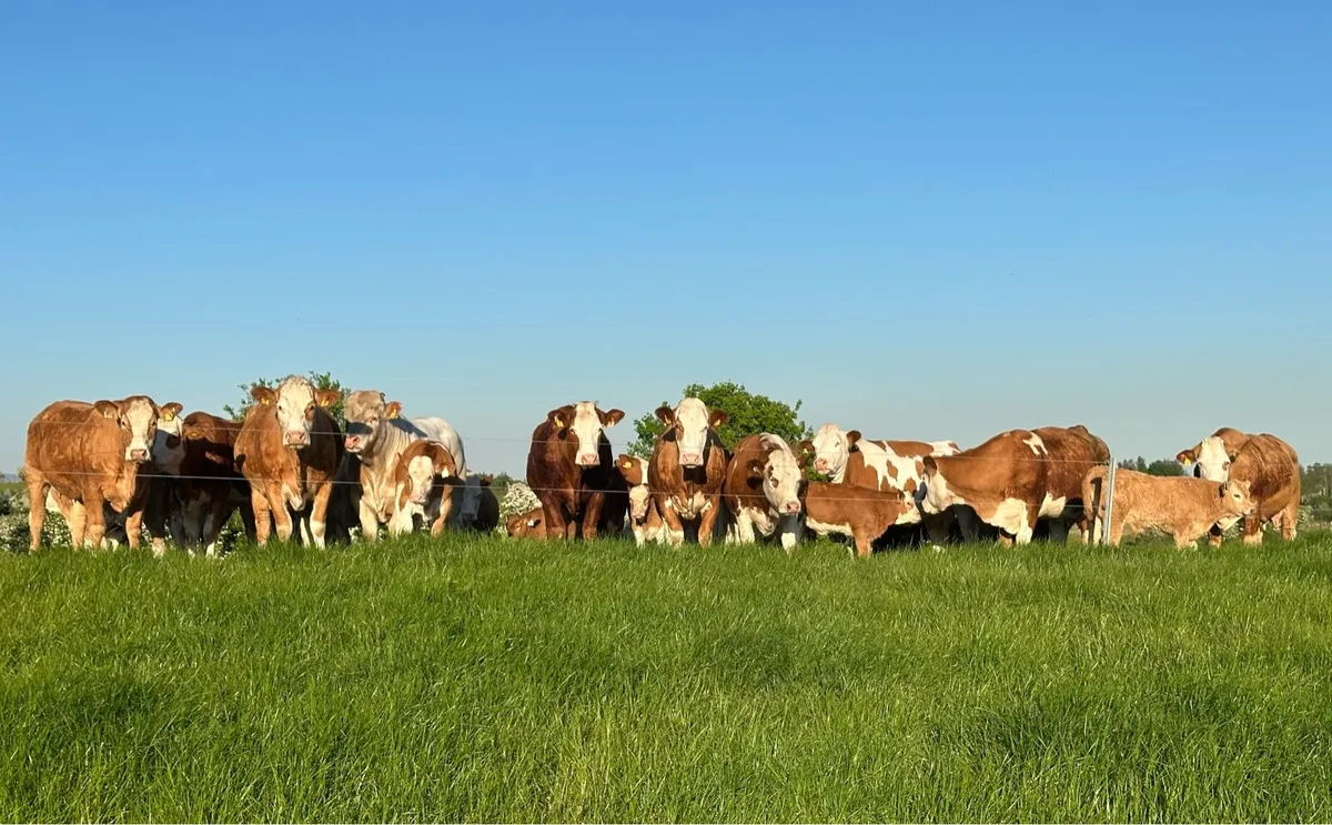 Grazing wanted for 2026 Castlebar area - Image 1