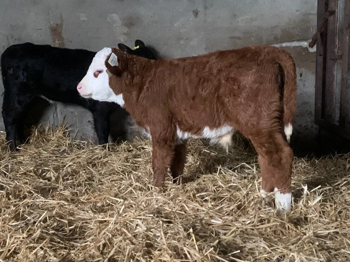 Super Hereford and Angus bull calves - Image 2