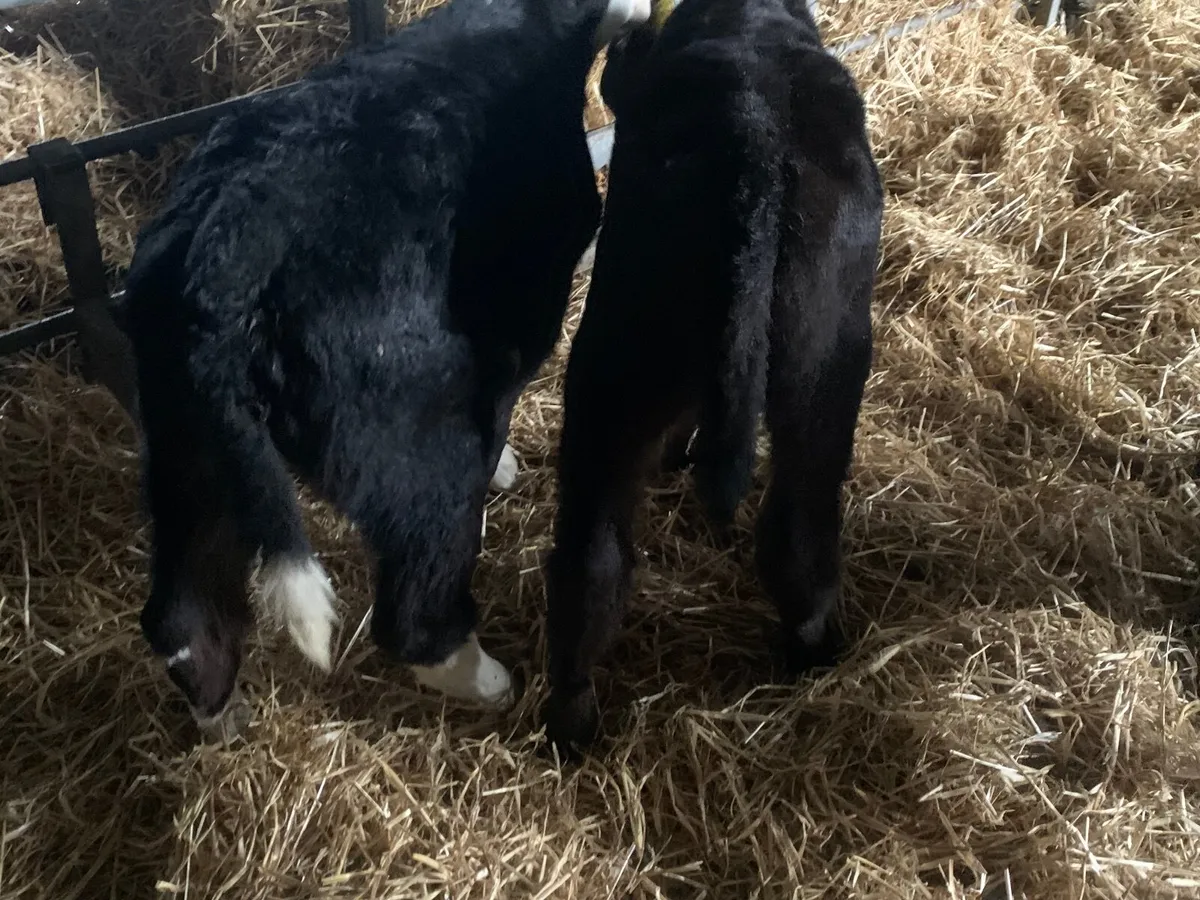 Super Hereford and Angus bull calves - Image 3