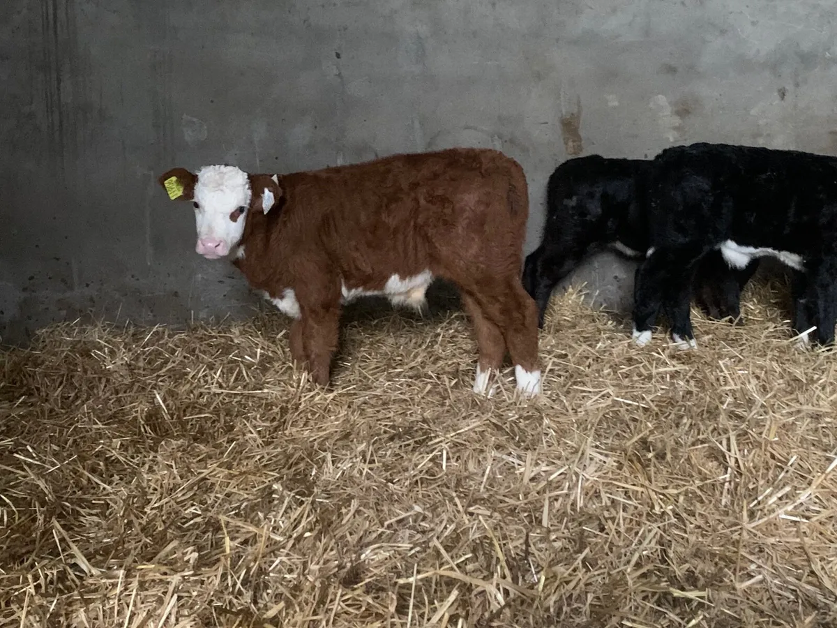 Super Hereford and Angus bull calves - Image 4