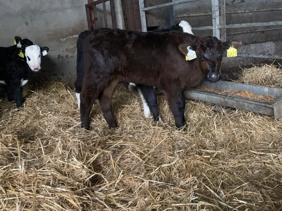 Super Hereford and Angus bull calves - Image 1