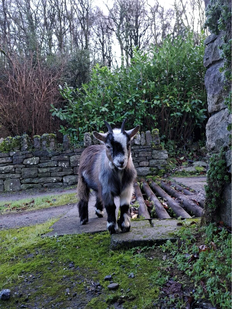 2 Pygmy goat kids - Image 2