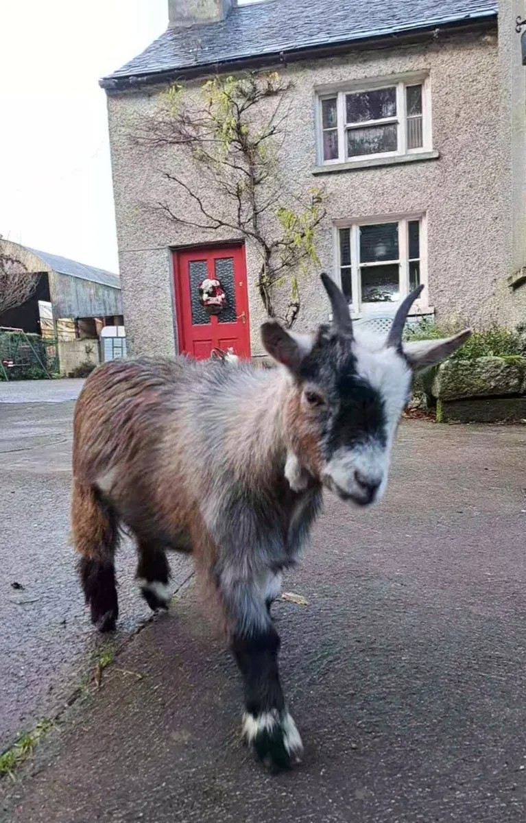 2 Pygmy goat kids - Image 3