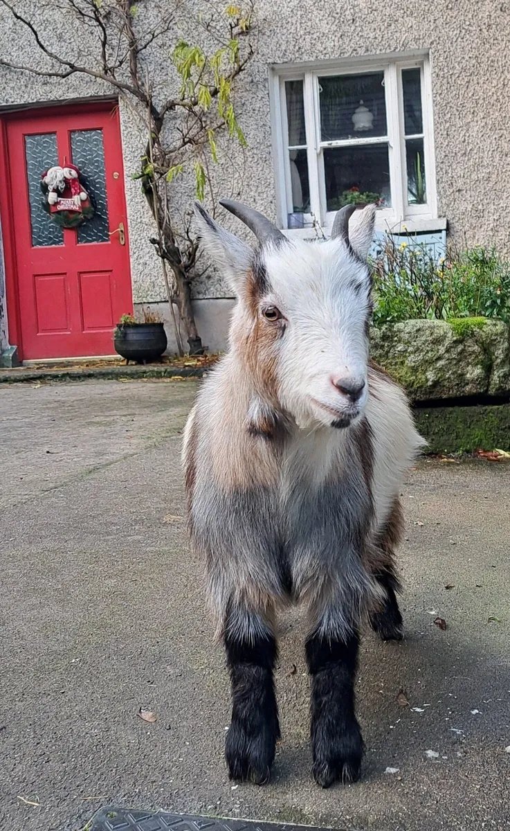 2 Pygmy goat kids - Image 4