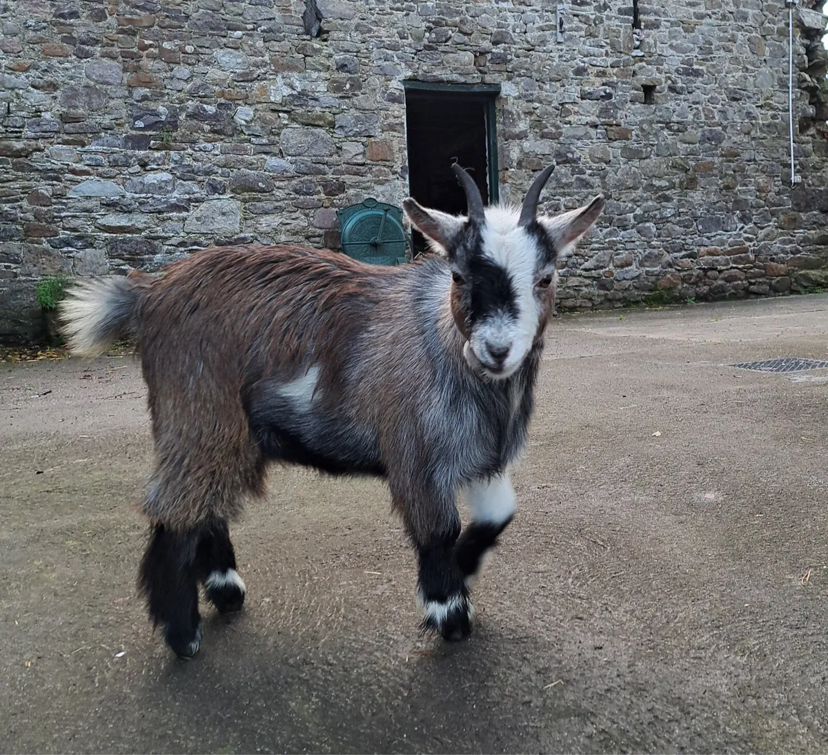 2 Pygmy goat kids - Image 1