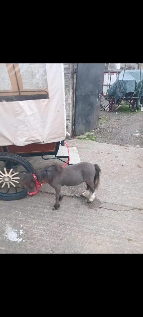 💥25 inchs pony 💥 - Image 1