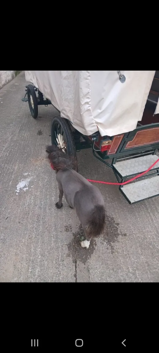 💥25 inchs pony 💥 - Image 2