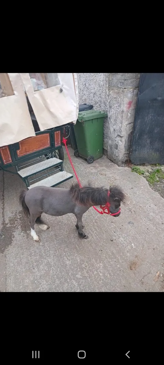 💥25 inchs pony 💥 - Image 3