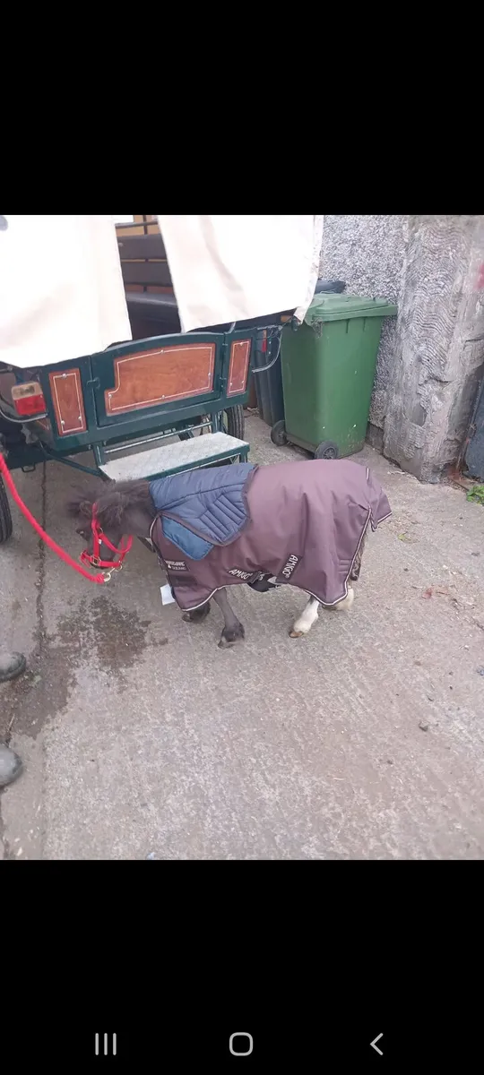 💥25 inchs pony 💥 - Image 4