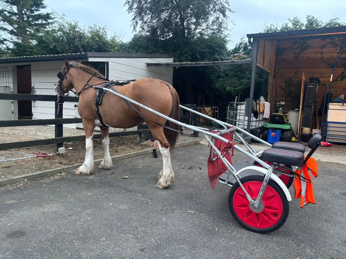 Ben Hur cart & Elite Harness - Image 3