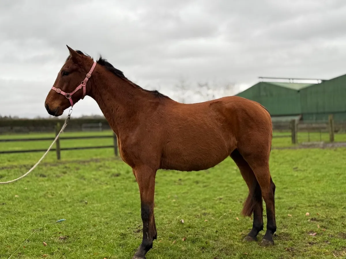 Irish Sports Horse - Image 2