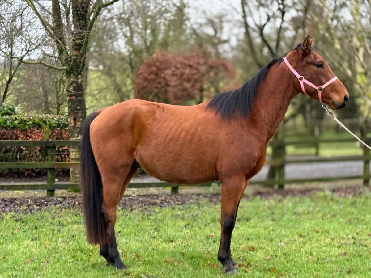 Irish Sports Horse - Image 3