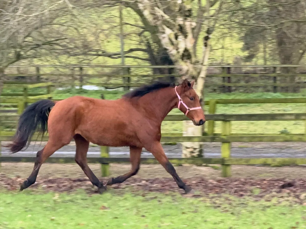 Irish Sports Horse - Image 4