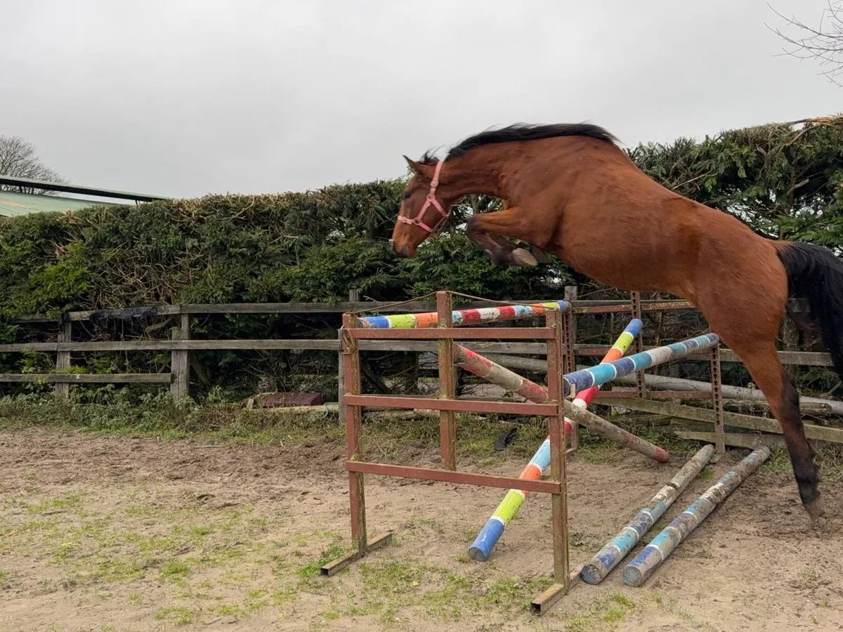 Irish Sports Horse - Image 1