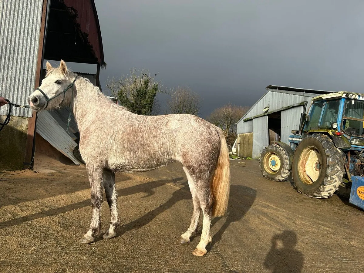 14-2’s for sale - Image 2