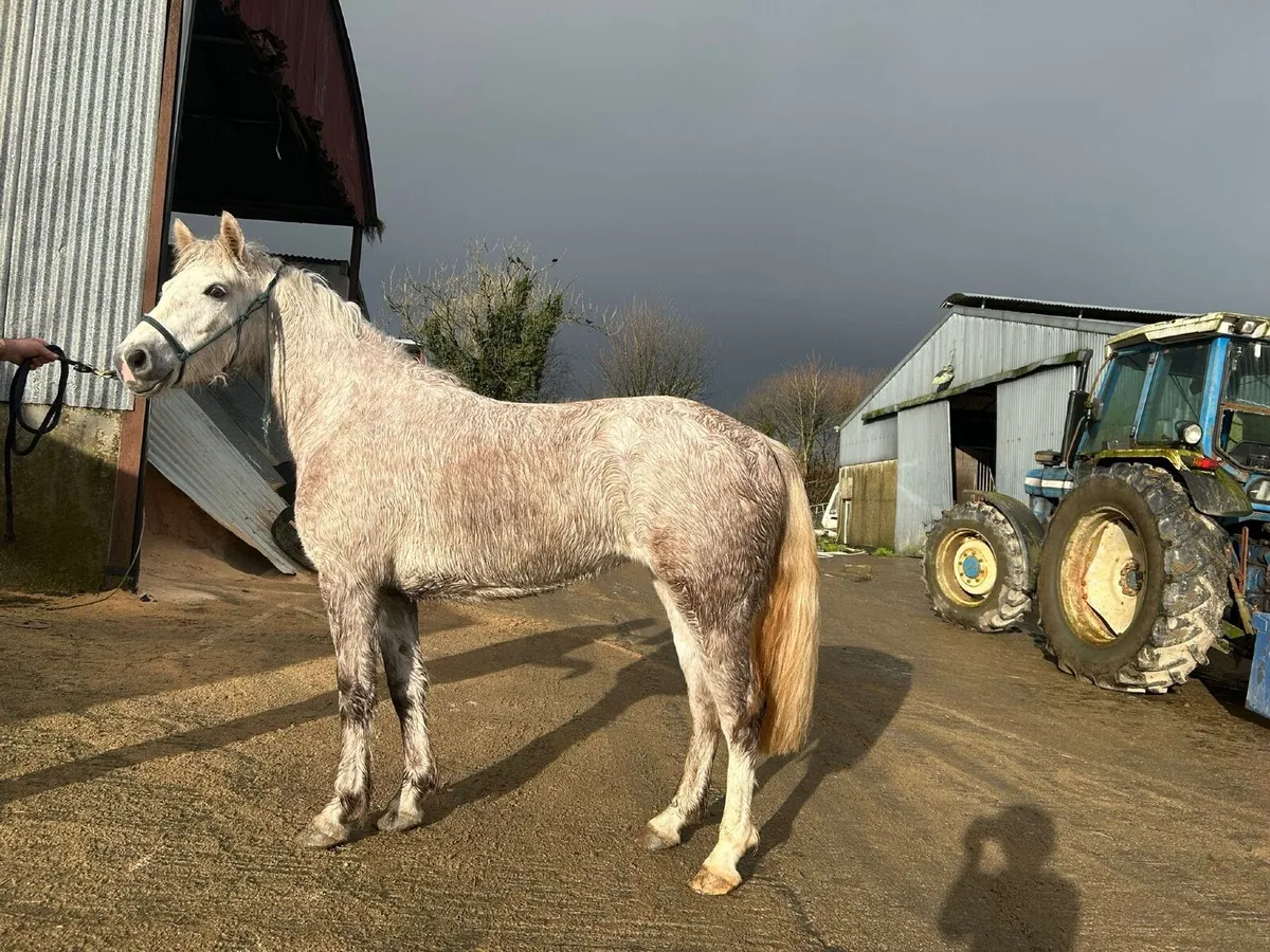 14-2’s for sale - Image 3