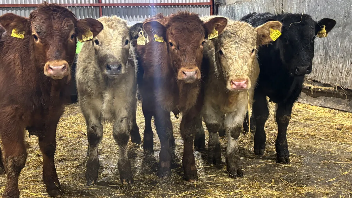 5 Quality Bull Wealings - Image 1