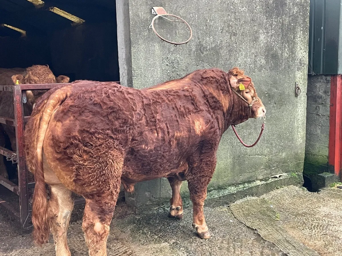 Pedigree Limousin Bulls - Image 2