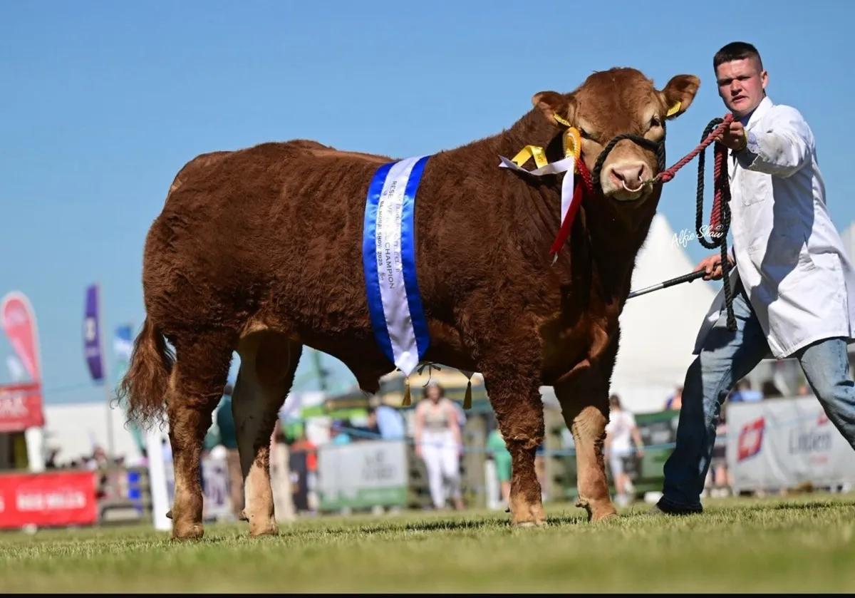 Pedigree Limousin Bulls - Image 1