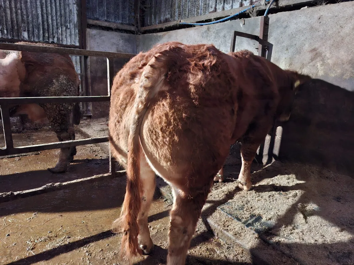 Pedigree Limousin Bulls - Image 3