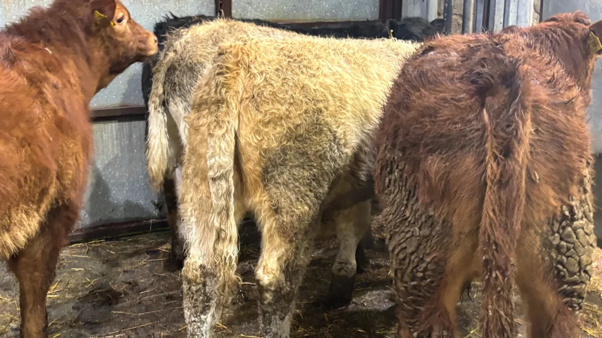 5 Quality Bull Wealings - Image 2