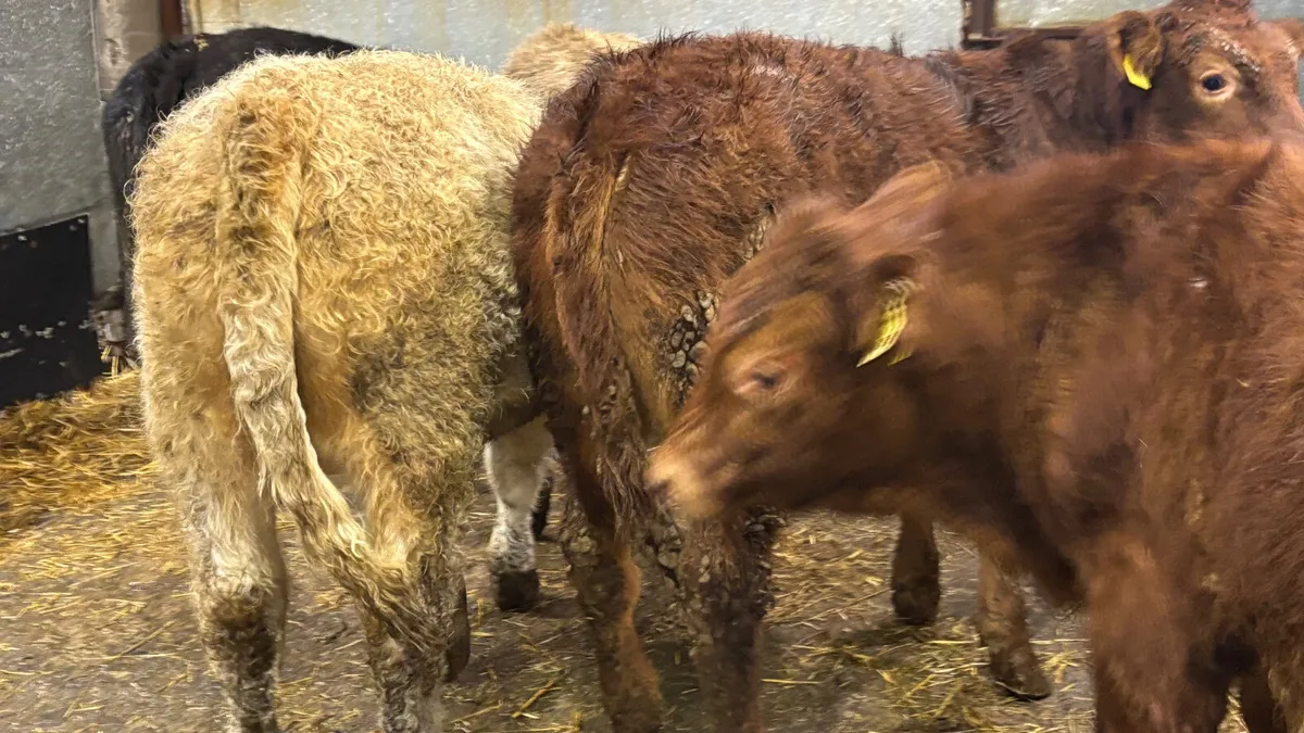 5 Quality Bull Wealings - Image 4