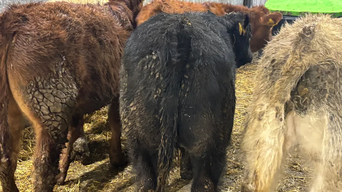 5 Quality Bull Wealings - Image 3